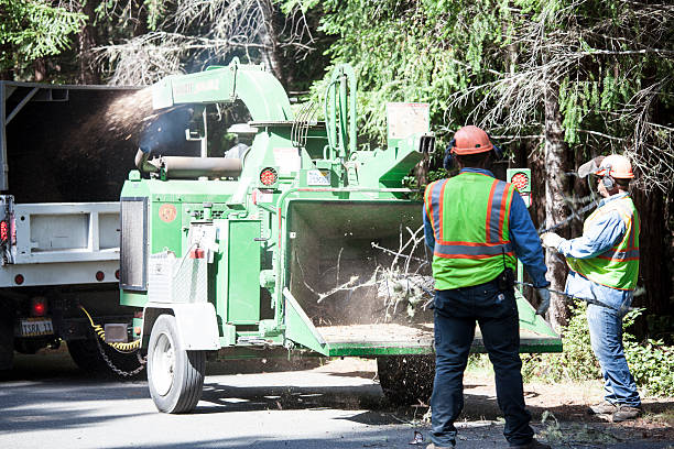 Best Hazardous Tree Removal  in Lithia Springs, GA